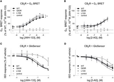 Biased Coupling to β-Arrestin of Two Common Variants of the CB2 Cannabinoid Receptor